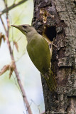 Picchio cenerino (Picus canus) - Femmina