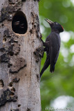 Picchio nero (Drycopus martius)