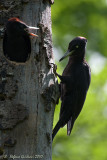 Picchio nero (Drycopus martius)