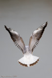 Gabbiano comune ( Black-headed gull )
