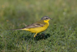 Cutrettola ssp.Flava  ( Yellow wagtail )