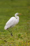 Airone bianco maggiore ( Great egret )