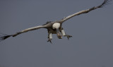 Ruppells Griffon Vulture