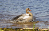 Egyptian-Goose-Male.jpg