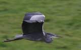 reiger1.jpg