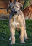August - Irish Wolfhound - 11 weeks