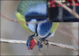 Blmejse - Blue Tit - Cyanistes Caeruleus