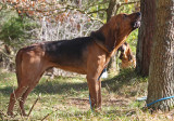 Bloodhound Asbjörn