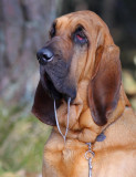 Bloodhound Smilla