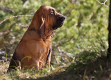 Bloodhound Smilla