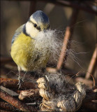 Blue Tit