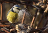 Blue Tit