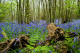 Forest floor