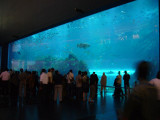 Dubai Mall aquarium 1