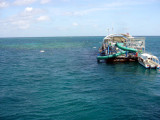 The pontoon 3.  Green patch is coral.