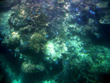 Great Barrier Reef 13