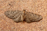 08519 Streepjesdwergspanner - Freyers Pug - Eupithecia intricata