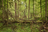 Bialowieza forest