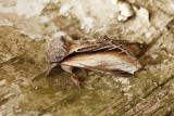 08727 Brandvlerkvlinder - Swallow prominent - Pheosia tremula