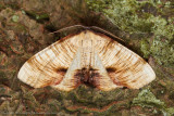 07607 Lindeknotsvlinder - Scorched Wing - Plagodis dolabraria
