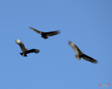 Turkey and Black Vultures Soaring Overhead (DRB125)