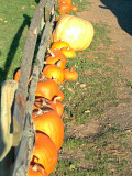 Pumpkins.jpg
