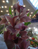 Another florist orchid.jpg
