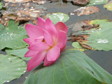 Lotus lily.JPG