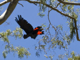 Red-tailed Black Cockatoo 26-1-10.jpg