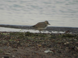 Greater Sand Plover  Charadrius leschenaultii