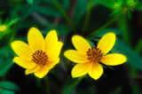 Two Yellow Wildflowers