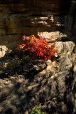 Rock Garden