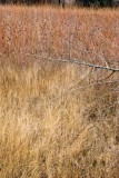 Late Fall Prairie Color