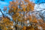 Late Fall Color