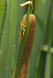 hidinggrasshopper.jpg
