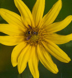 flowerbug.jpg