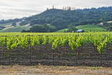 Scattered Clouds above the Grapes