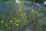 Sonoma Wildflowers