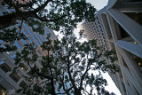 Montgomery Street Canopy