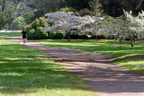 Cherry Blossoms Along the Path