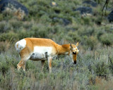 Female Pronghorn Antelope