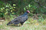 Turkey Vultures