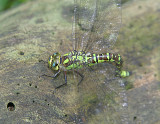 Southern hawker