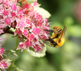 Bee on Sedum.