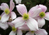 Clematis. Montana