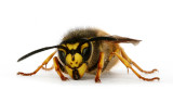 German Wasp (Queen)