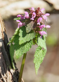 Red Dead-nettle