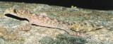 Phyllurus amnicola