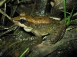 Frogs of Australia (Ranidae)