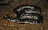 Snakes of Australia (Homalopsidae)